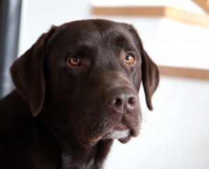 Ashanti_portrait_kleiner
