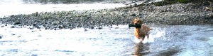 cropped-IMG_2569_bearb.jpg