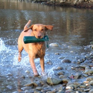 cropped-IMG_2585_bearb-e1440500312414.jpg