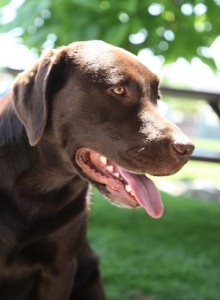 cropped-IMG_4004_bearb.jpg